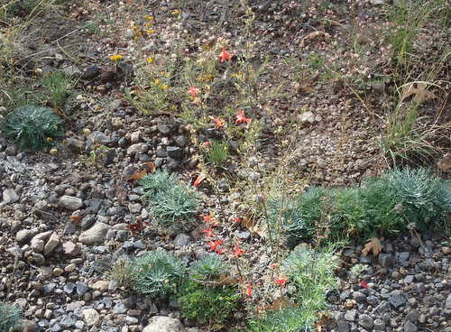 GDMBR: A new flower to us - Scarlet Gilia, Gilia Aggregata.
